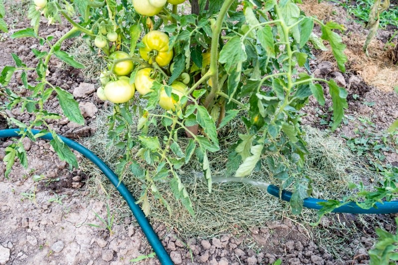 ściółkowanie trawą