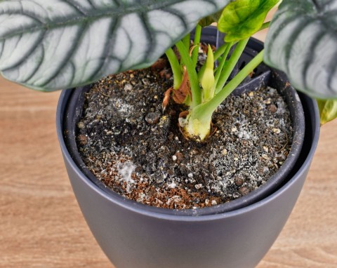 Znajoma florystka pokazała mi, jak szybko usunąć pleśń z doniczki. Znika raz-dwa