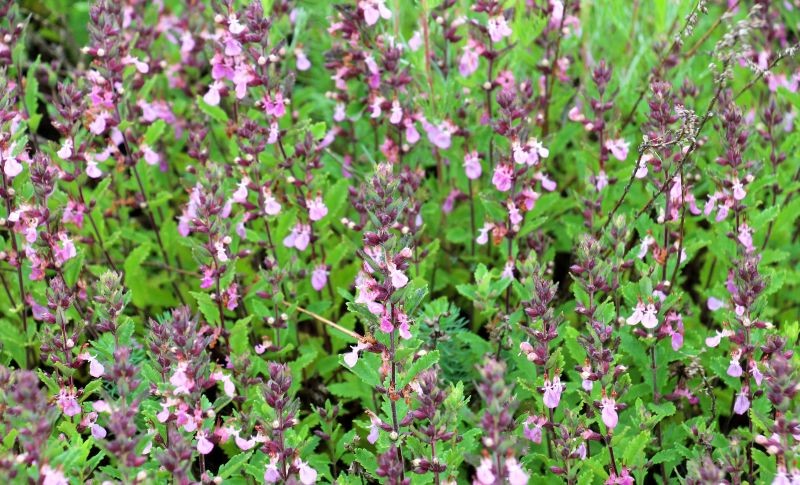 Ożanka właściwa kwitnie latem, przyciągając do ogrodu zapylacze.