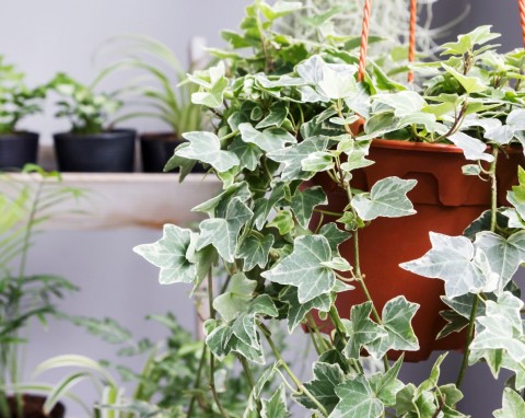 Ta roślina działa jak naturalny pochłaniacz wilgoci w łazience. NASA potwierdziła, że też oczyszcza powietrze