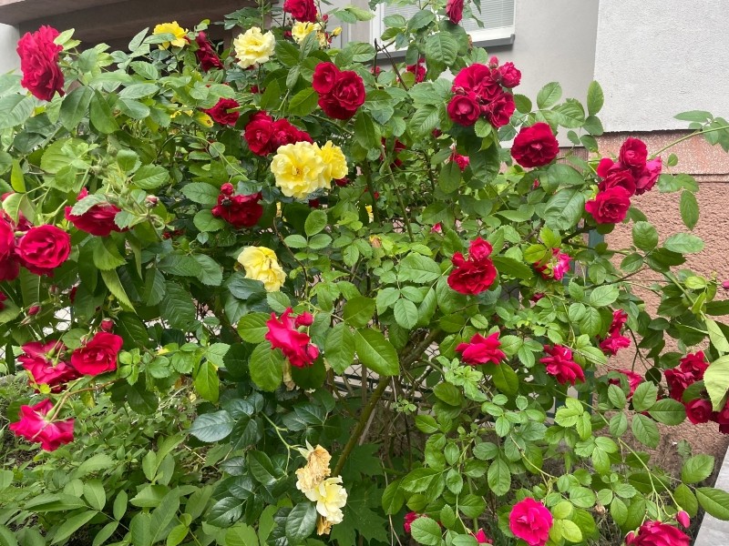 nawóz z czosnku na kwitnienie róż