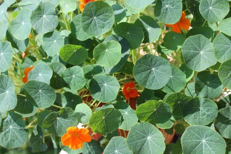 Nasturcja działa niczym pułapka na szkodniki.