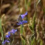 Leśne klimaty, ŚNIADANIE NA LEŚNEJ POLANIE