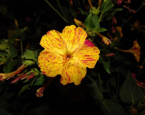 Dziwaczek jalapa - uprawa w ogrodzie, na balkonie i tarasie. Jak dbać o ten niezwykły kwiat?