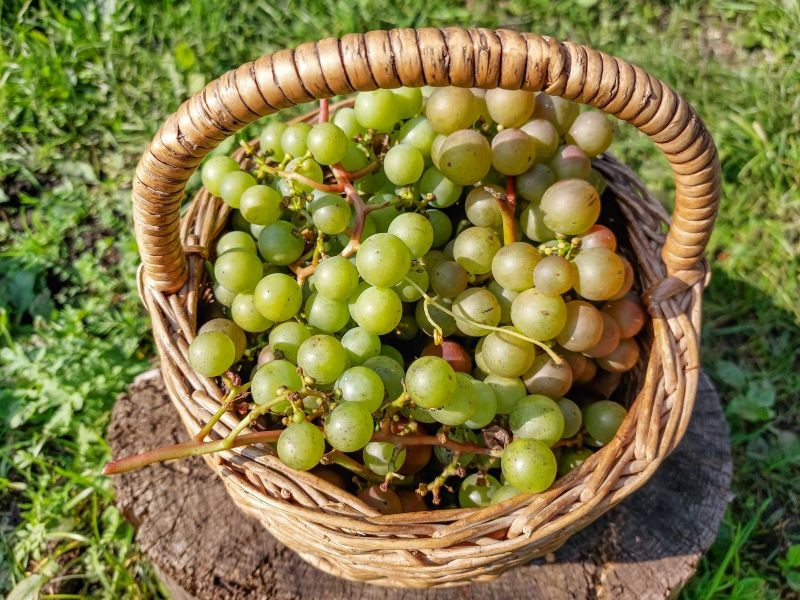 Dlaczego winogrona pękają? Jedną z najczęstszych przyczyn jest nieodpowiednie podlewanie. Fot. oleg525/123RF.com