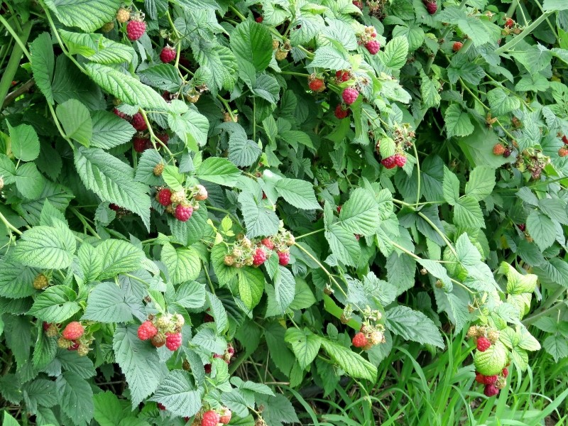 przepis na nawóz z obierek ziemniaków