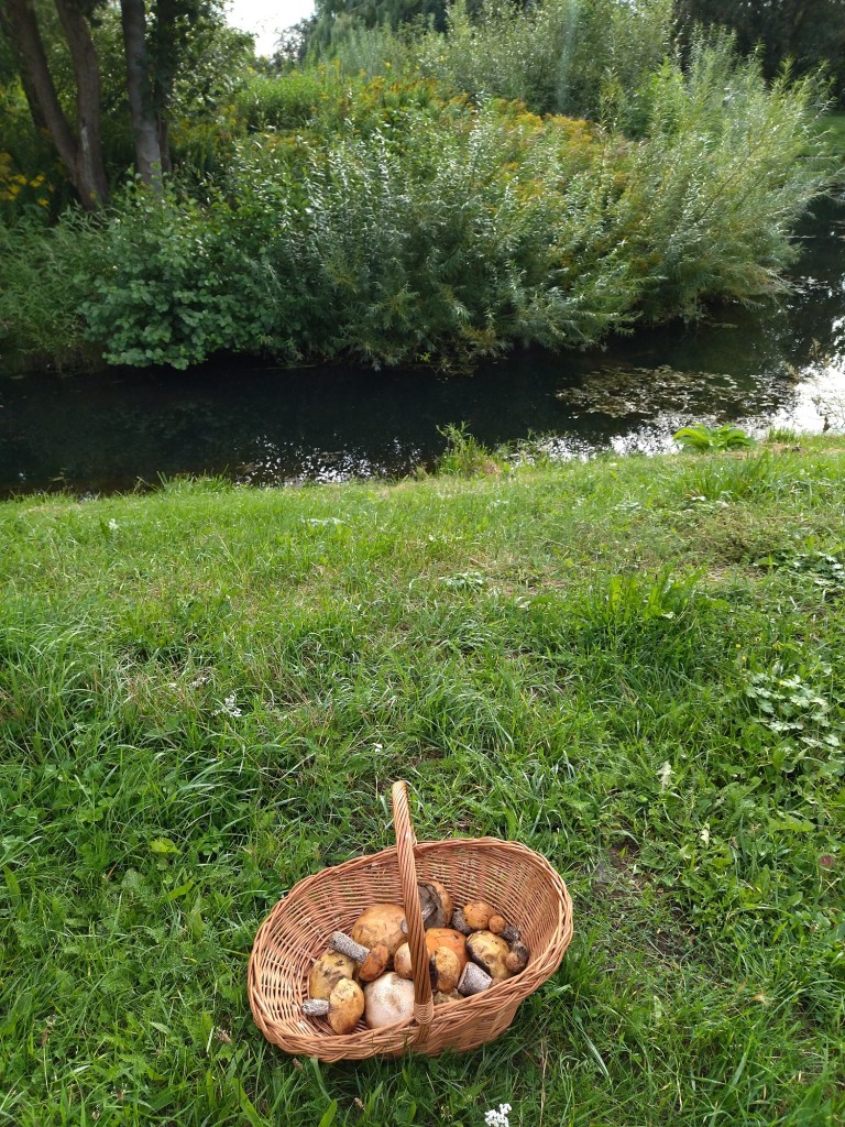 Rośliny, Lato w pigułce....................... - Lato  szybko mija ..............................za chwilę jesień ........................tak więc kilka fotek z letniego ładowania akumulatorków  czyli lato w moim obiektywie .....................
Pozdrawiam Was bardzo serdecznie i duuuuuuuuuuuużo dobrego życzę :)