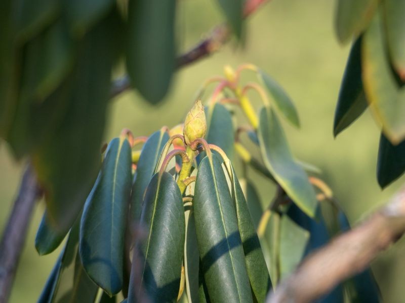 Zimą liście rododendron&oacute;w opadają i zwijają się w rurki.