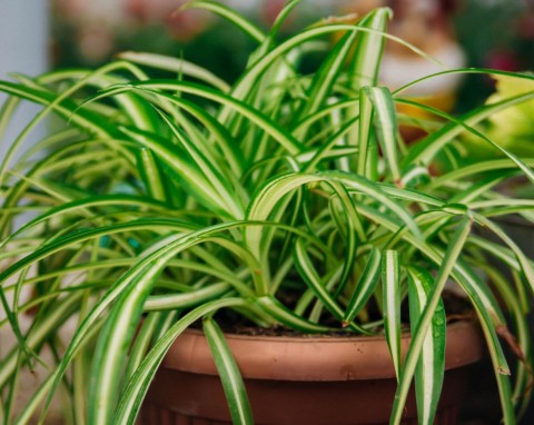 Dlaczego liście zielistki usychają na końcach? Wystarczy zmienić sposób podlewania