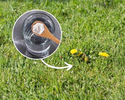 Jak pozbyć się chwastów z trawnika? Domowa metoda stosowana przez dziadka jest najlepsza