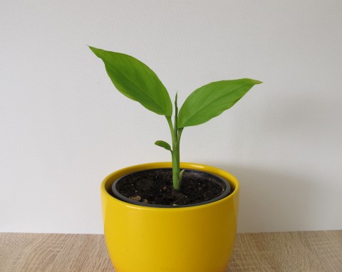 Uprawa kurkumy w doniczce. Jak wyhodować piękną i zdrową roślinę?