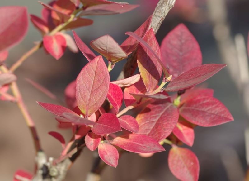 Co zrobić, gdy liście borówki amerykańskiej zmieniły kolor na czerwony, a jeszcze nie nadeszła jesień?