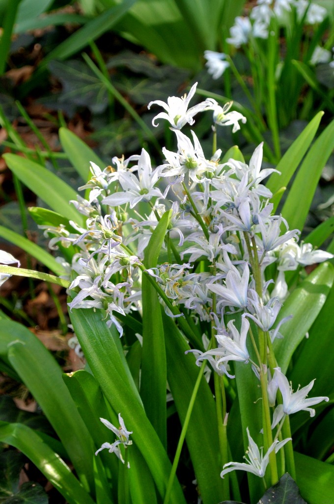 Rośliny, Biegiem po Ogrodzie Botanicznym..