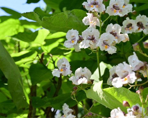 Surmia zwyczajna (Catalpa bignonioides)