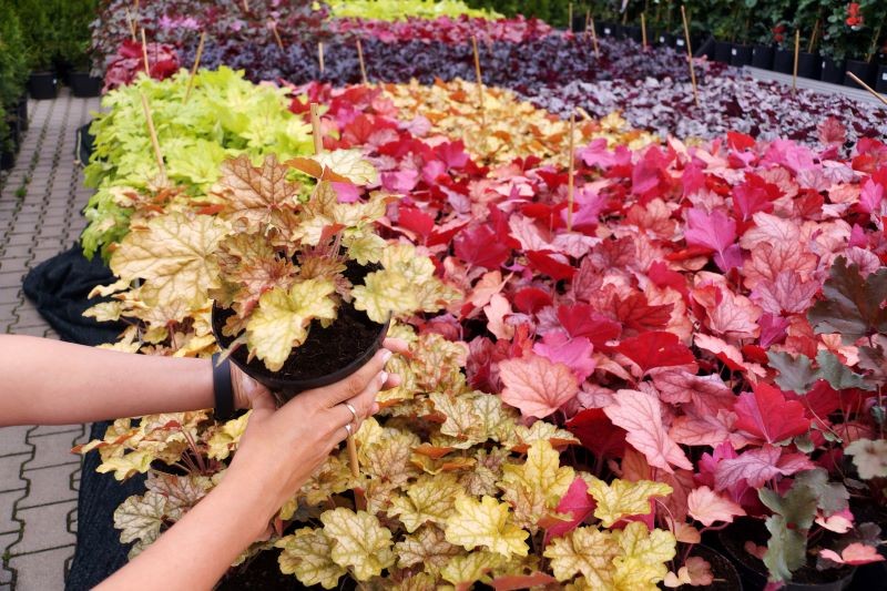 Na obrzeżu rabaty warto sadzić kolorowe żurawki.