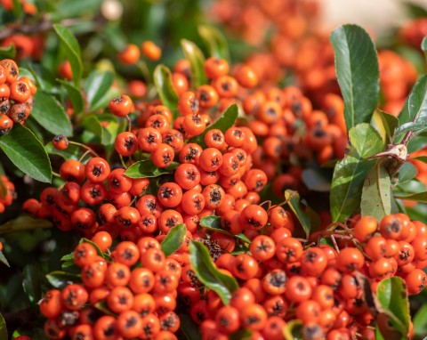 Ognik szkarłatny (Pyracantha coccinea)