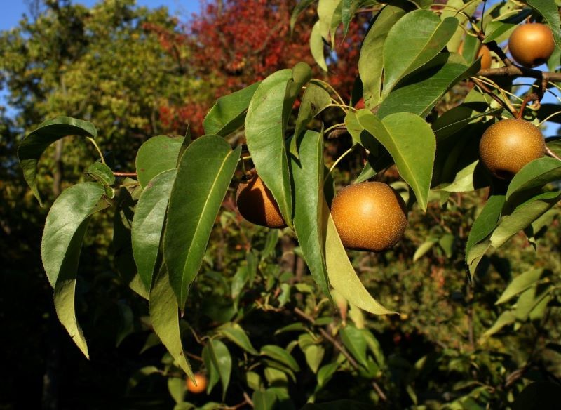 Do uprawy w polskim ogrodzie wybierzmy te odmiany gruszy azjatyckiej, które cechują się dobrą odpornością na mróz.