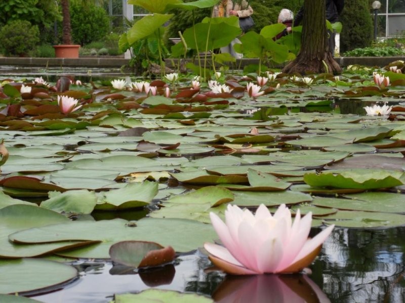 Pozostałe, Ogrod botaniczny