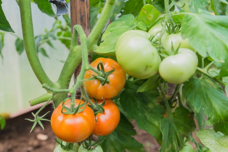 mikstura na udane zbiory pomidorów
