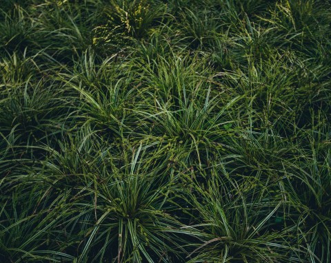 Turzyca wiosenna (Carex caryophyllea)