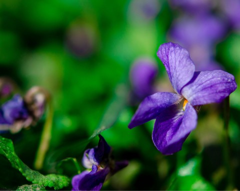 Fiołek wonny (Viola odorata)