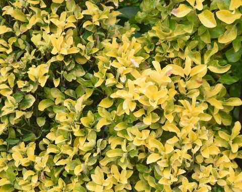 Dlaczego bukszpan żółknie zimą? Co zrobić, żeby na wiosnę odzyskał soczyście zielony kolor