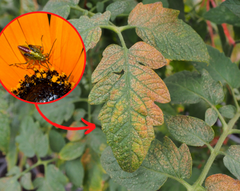 Te szkodniki potrafią wyssać sok z każdej części rośliny. Jak pozbyć się wciornastków?
