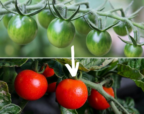 Jak przyspieszyć dojrzewanie pomidorów na krzaku? Jest na to kilka sposobów