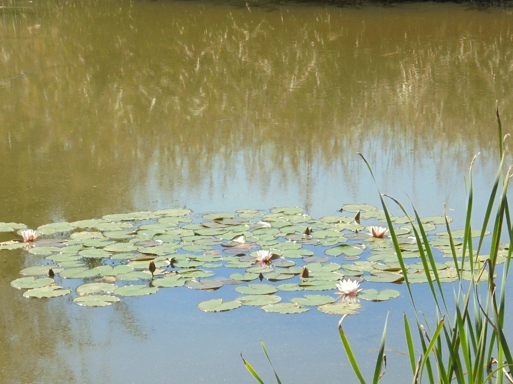 Pozostałe, NATURA w PEŁNEJ  KRASIE - Park Mickiewicza