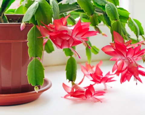 Grudnik ponownie zakwitnie na wiosnę. Co zrobić, żeby wypuścił kolejne pąki?