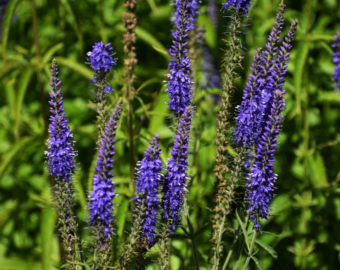 Przetacznik długolistny (Veronica longifolia)