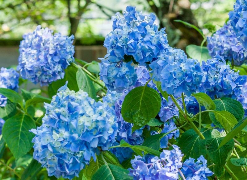 lazurowe hortensje