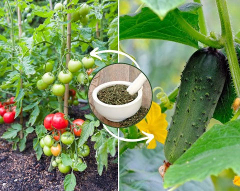 Naturalna ochrona dla pomidorów i ogórków. Jak przygotować gnojówkę z odwaru skrzypu polnego?