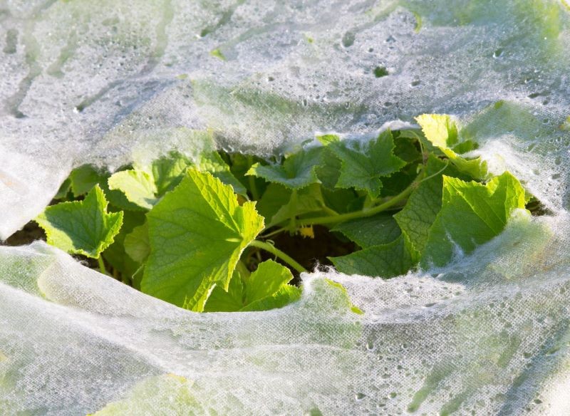 Przed wiosennymi przymrozkami rośliny zabezpieczy cienka biała agrowłóknina, jesiennymi natomiast – gruba. 