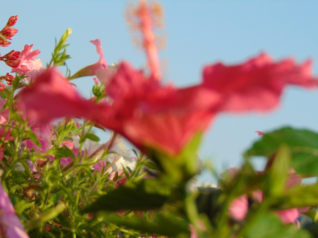 Rośliny, Lato............. - ..................i hibiskus...................