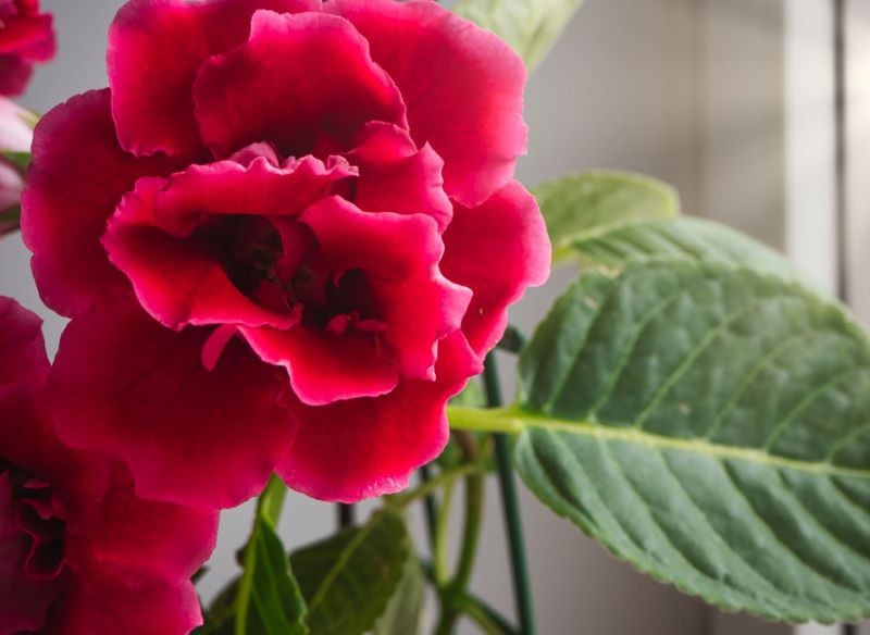 Gloksynia nie zakwitnie w zbyt wysokiej temperaturze.