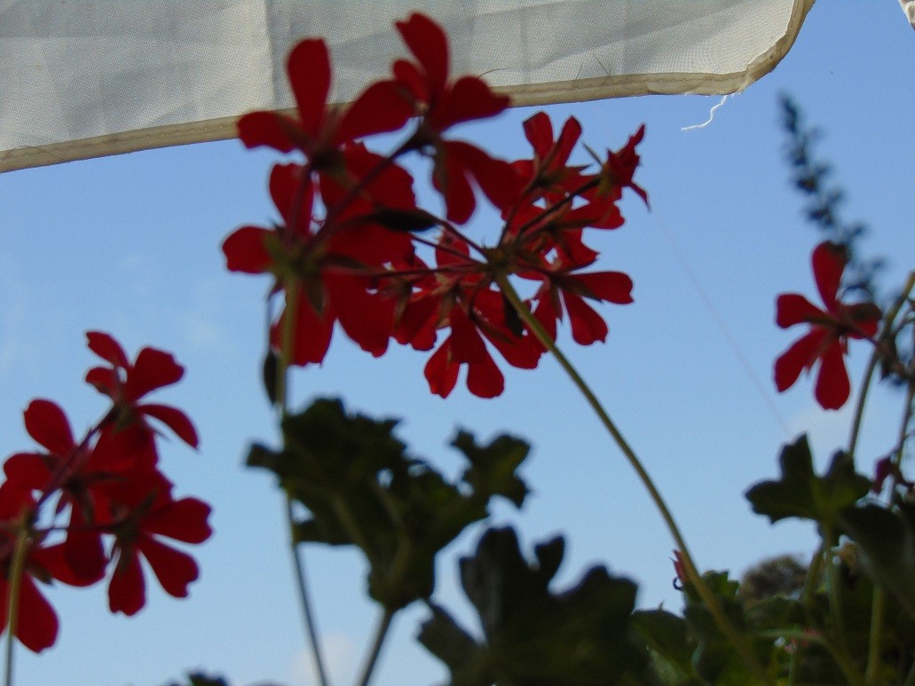 Balkon, Lato na moim balkonie ................. - .................i pelargonie...............