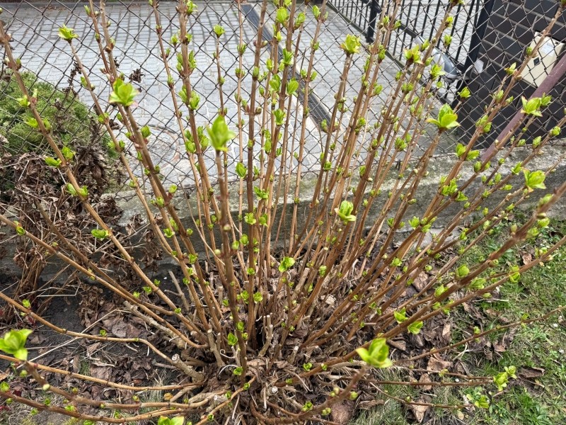 czego potrzebują hortensje na wiosnę