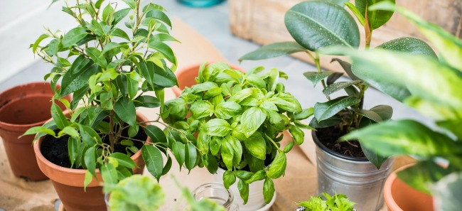 Triki, dzięki którym twoje rośliny doniczkowe będą uprawiać się same