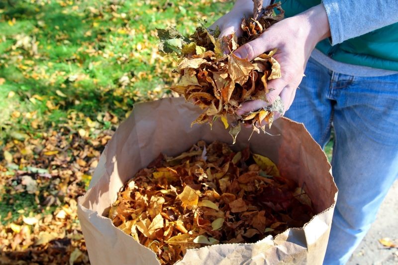 W niektórych miejscach w ogrodzie nie powinny zalegać opadłe liście.