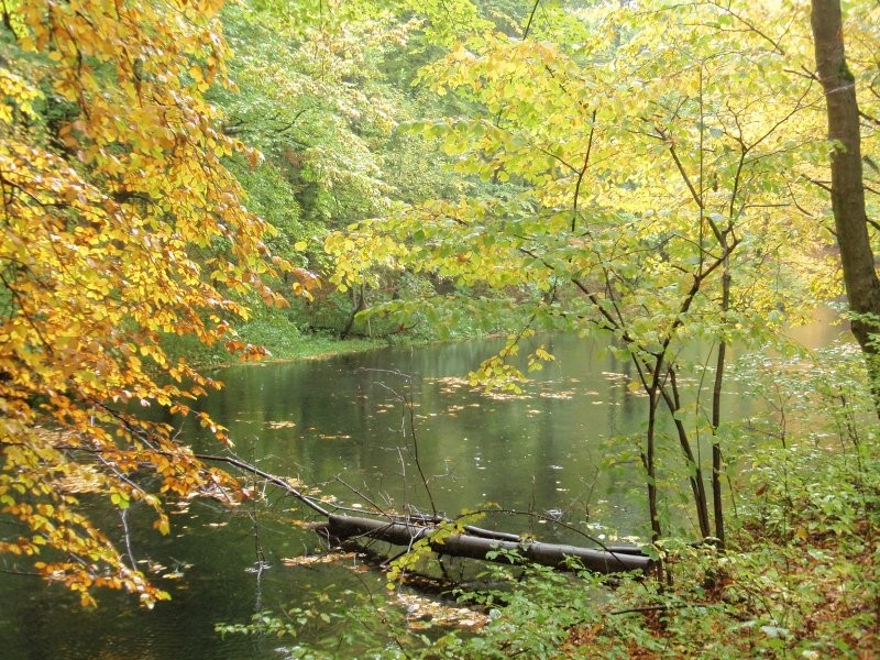 Pozostałe, Październikowo....jesiennie... - ...w lesie i nad wodą...