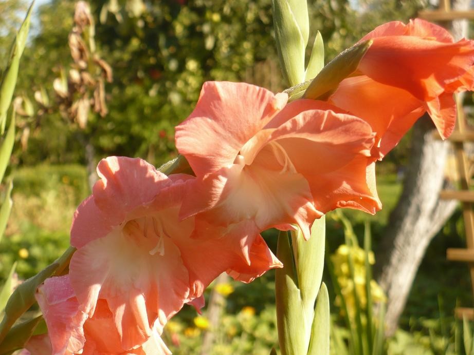 Pozostałe, Gladiole............i pałacowe fotki......... - ...............i gladiola w kolorze koralowym ............