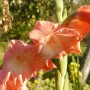 Pozostałe, Gladiole............i pałacowe fotki......... - ...............i gladiola w kolorze koralowym ............