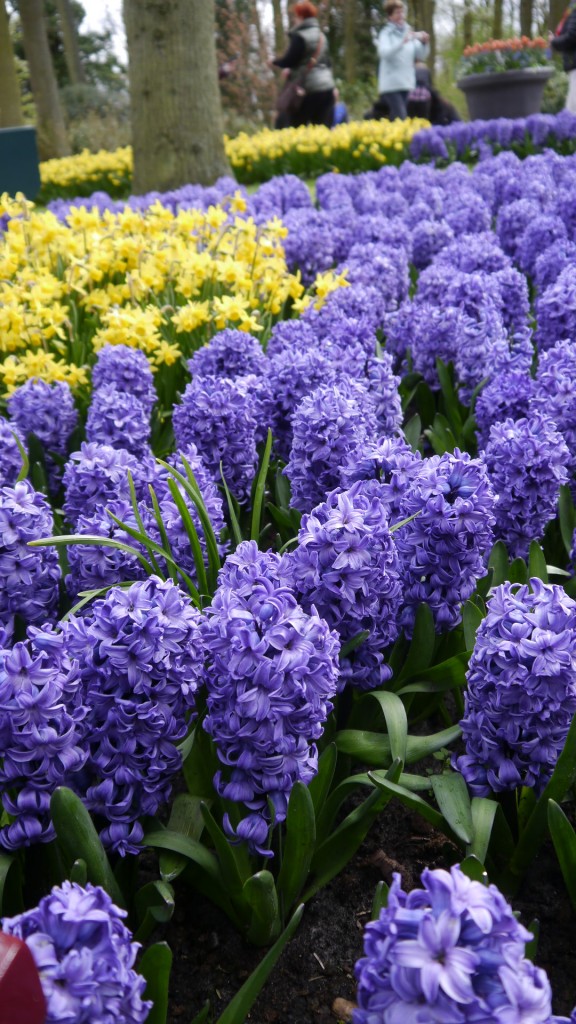 Pozostałe, Keukenhof