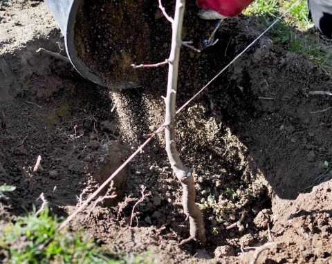 Sadzenie drzew i krzewów owocowych jesienią. Zastosuj triki ogrodników, wszystkie się dobrze ukorzenią