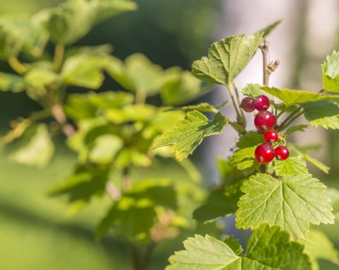 Porzeczka alpejska (Ribes alpinum)