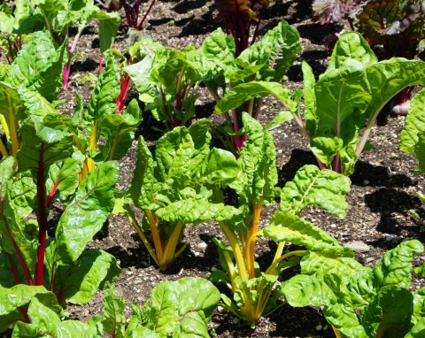 Botwina (Beta vulgaris L. subsp. Vulgaris)