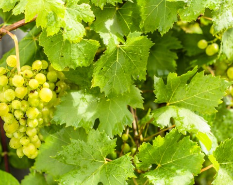 Dlaczego winogrona pękają i co można z tym zrobić? Sposób na ocalenie owoców
