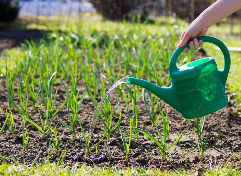 Podlewanie czosnku i cebuli to niejedyny zabieg pielęgnacyjny, o jakim powinniśmy pamiętać w maju.