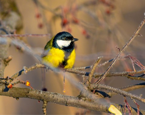 Dlaczego ptaków nie wolno dokarmiać chlebem? Zostawiaj im to w karmiku, będą się zlatywać chmurami